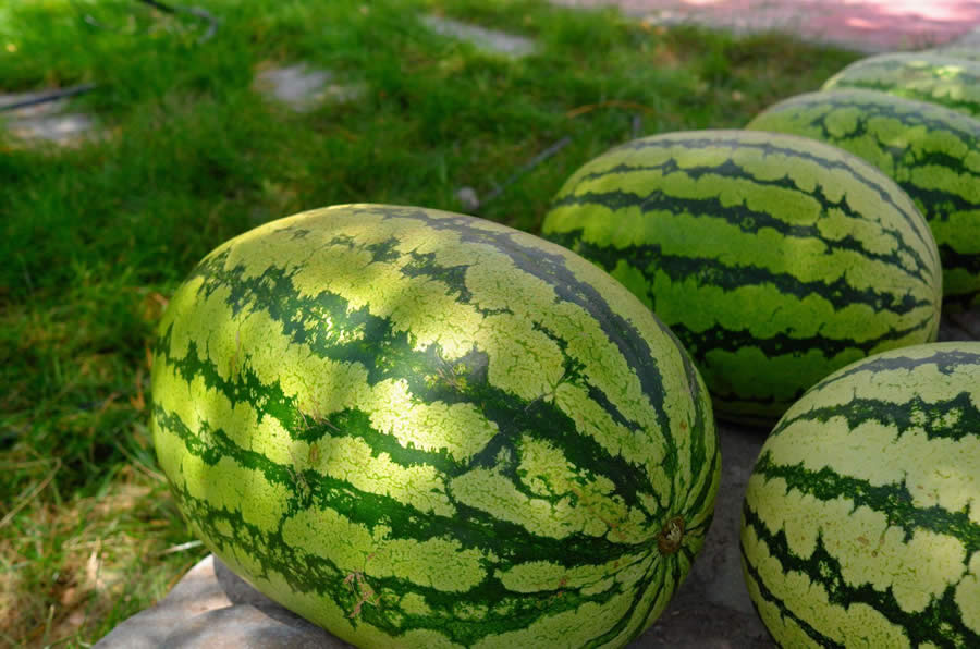 常見的西瓜品種有哪些(最常見的6大優質西瓜品種) 常見的西瓜品種有哪些(最常見的6大優質西瓜品種)