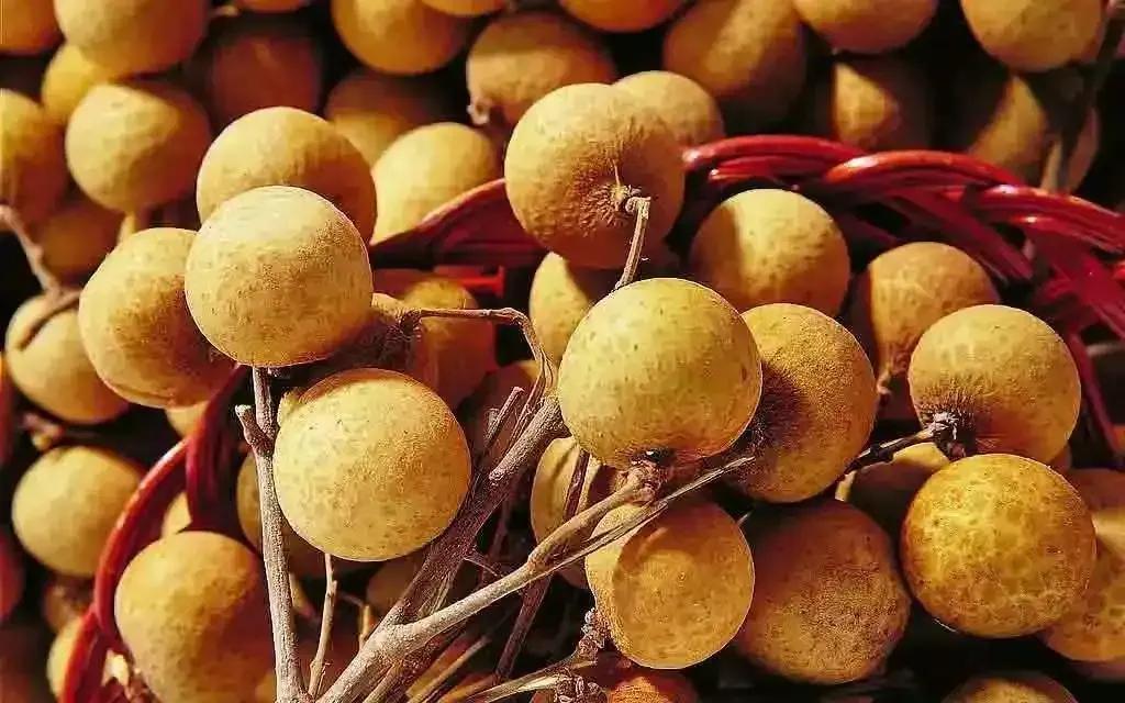 龍眼產地在哪里(十大優質龍眼產地) 龍眼產地在哪里(十大優質龍眼產地)