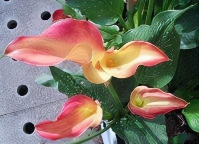 馬蹄蓮能放在臥室嗎(馬蹄花植物介紹) 馬蹄蓮能放在臥室嗎(馬蹄花植物介紹)