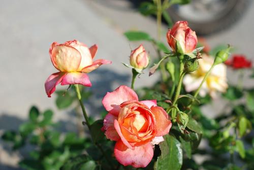 月季花語象征與寓意 月季花語象征與寓意