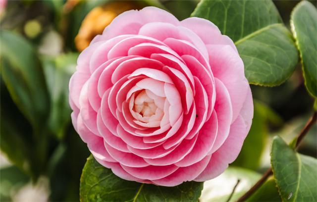 月季花語象征與寓意 月季花語象征與寓意