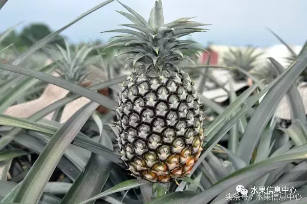 菠蘿的產(chǎn)地有哪些地方(菠蘿的產(chǎn)地和品種介紹) 菠蘿的產(chǎn)地有哪些地方(菠蘿的產(chǎn)地和品種介紹)