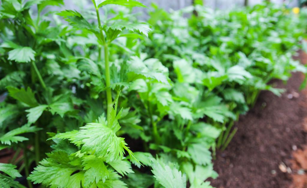 芹菜什么時(shí)候播種最好（芹菜的播種方法和播種時(shí)間）