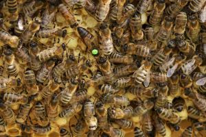 蜂王一般多少錢一只？