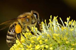 現在養蜜蜂有前景嗎？