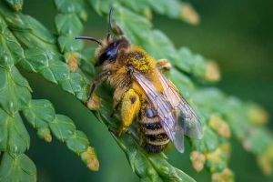 現在養蜜蜂還能賺錢嗎？