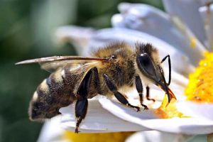 定點養蜂一人最多能養多少箱？