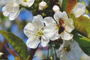 養殖蜜蜂的成本高嗎？