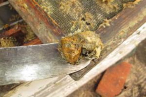 純天然蜂膠多少錢一斤？