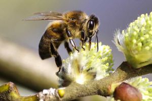 養蜂合作社都有哪些補貼？