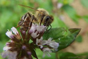 投資1萬養蜜蜂利潤多少？