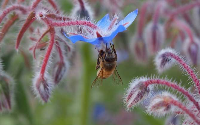 蜜蜂蟄了怎么消腫止癢？