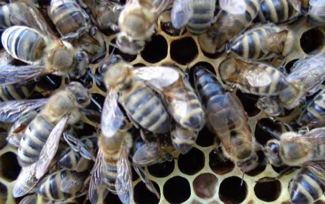 東北黑蜂有什么特點？