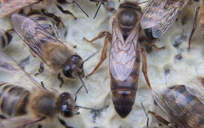 卡尼鄂拉蜂有什么特點？