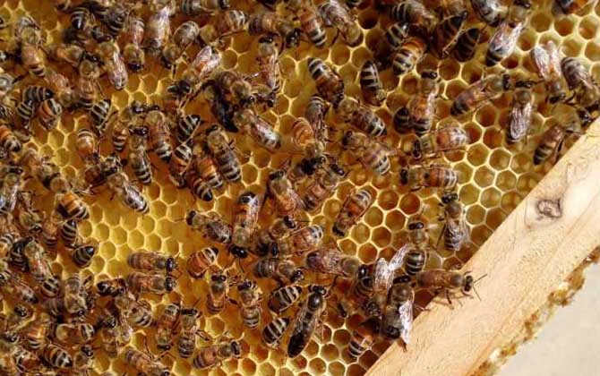 蜂王產卵后還會交尾嗎？