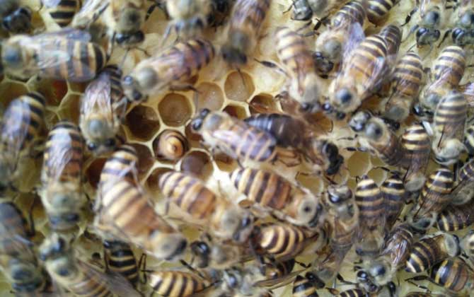 處女蜂王是怎樣交尾的？