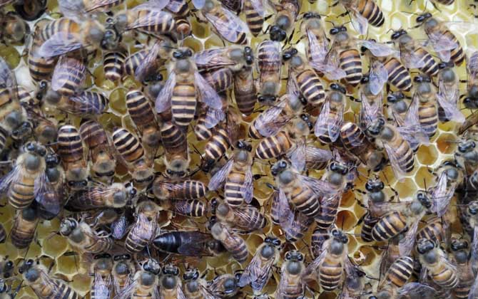 新蜂王出了幾天會(huì)分蜂？