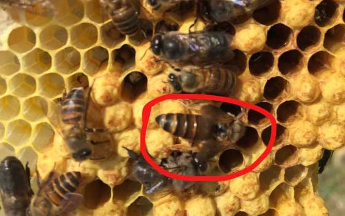 蜂王的產(chǎn)生是靠運(yùn)氣嗎？