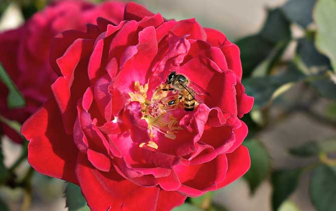 蜜蜂是昆蟲嗎？