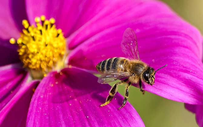 工蜂為什么不能正常生育？
