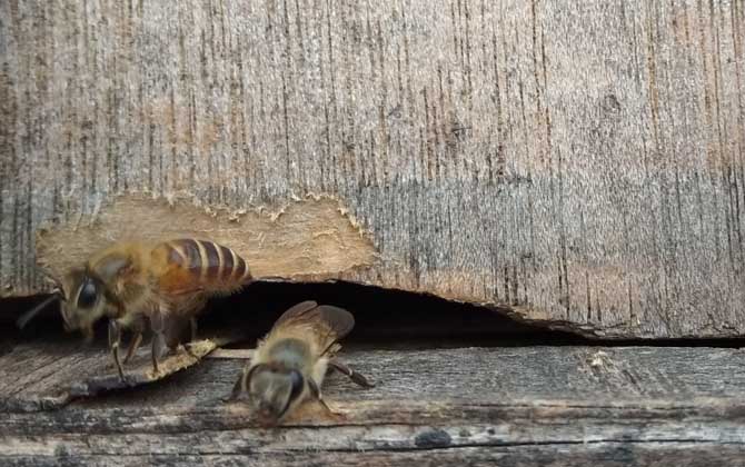 被土蜂蟄了怎么處理？