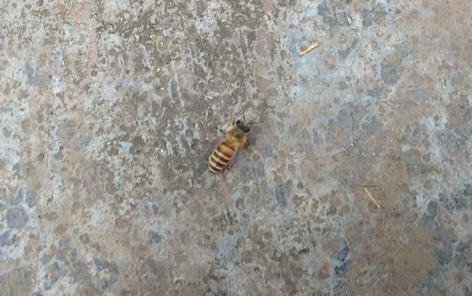 土蜂和洋蜂有什么區別？