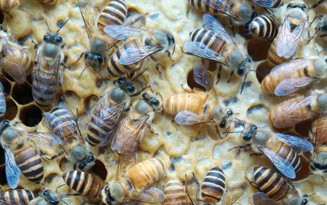 中蜂多久換一次蜂王？