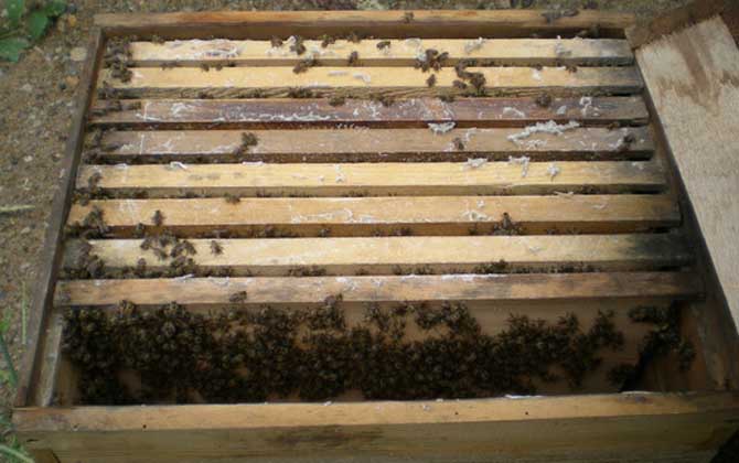 中蜂春繁時如何加脾？