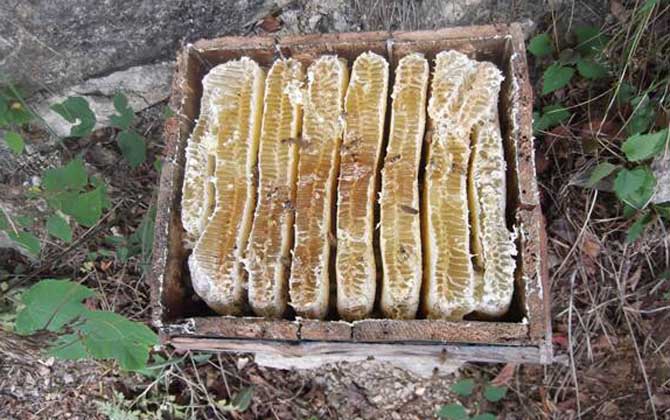 土養中蜂幾月份割蜜？