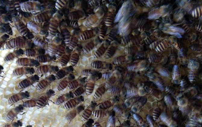 工蜂圍王有哪些“動機”？