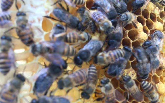 蜂群在什么時候會圍王？