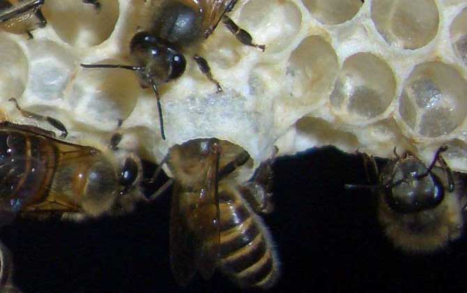 中蜂王臺多久看一次？