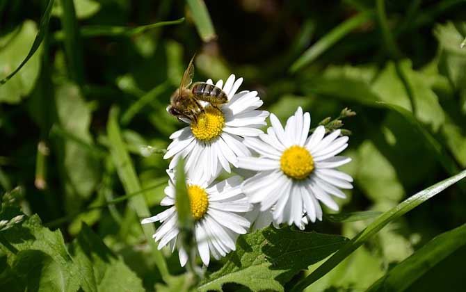 蜂王為什么會(huì)帶領(lǐng)蜂群逃跑？