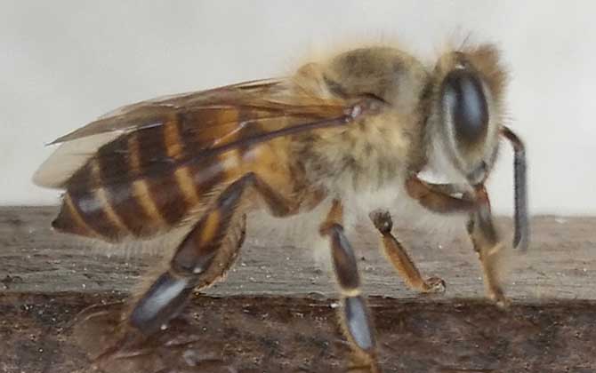 中蜂如何用雙王養(yǎng)成強(qiáng)群？