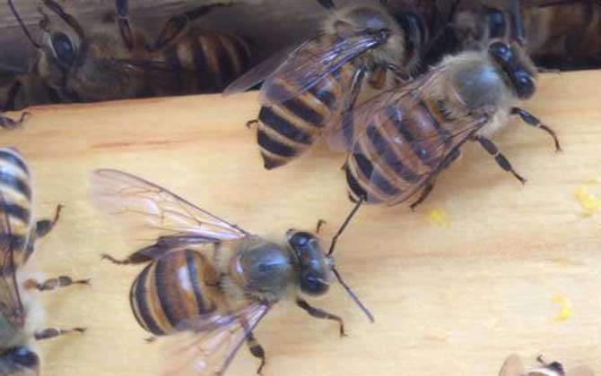 中蜂可不可以養(yǎng)雙王群？