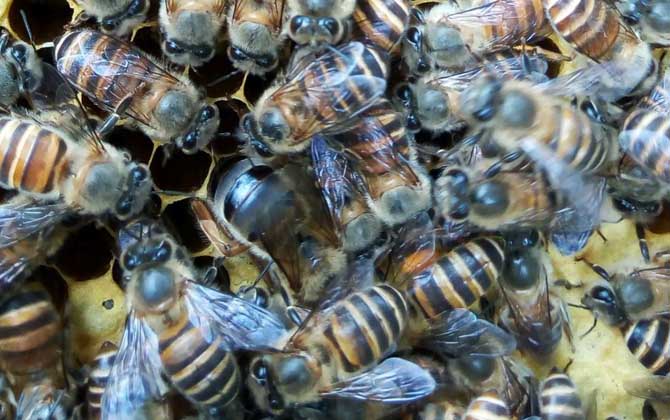 工蜂產(chǎn)卵群怎么處理才好？