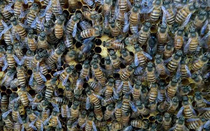 工蜂產(chǎn)卵會(huì)不會(huì)導(dǎo)致滅群？