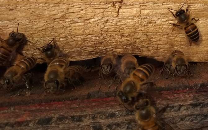 蜜蜂無(wú)蜂王分蜂技術(shù)