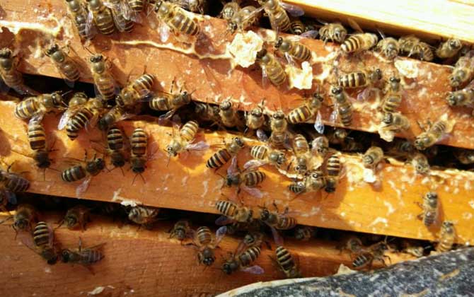 春季養(yǎng)蜂技術(shù)及注意事項