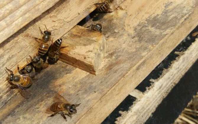 新買(mǎi)的蜂箱怎么誘蜂？