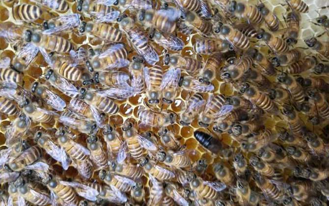 蜂太少如何快速繁殖起來？