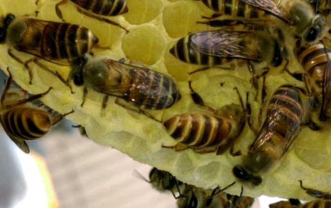 幾十只蜂的蛋群怎么辦？