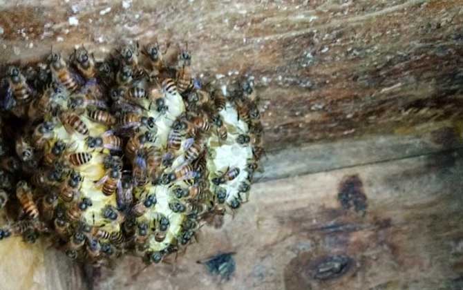 蜜蜂蛋群是什么意思？