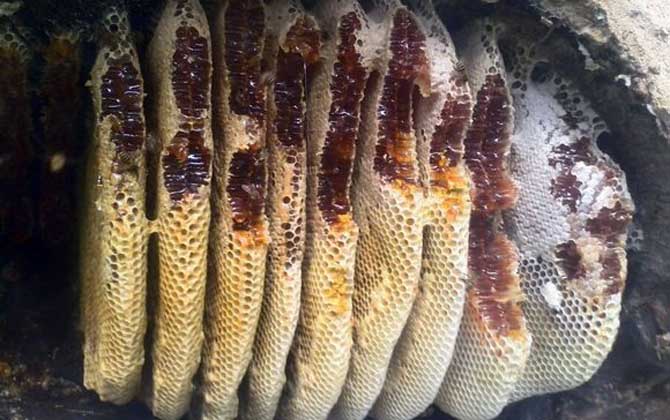 割蜜如何防止蜂王出逃？