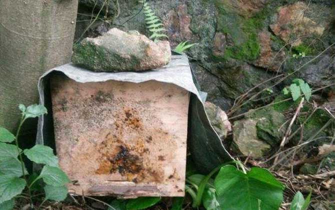 怎樣百分百誘到偵查蜂？