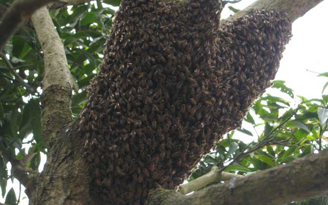 分蜂前幾小時預兆有哪些？