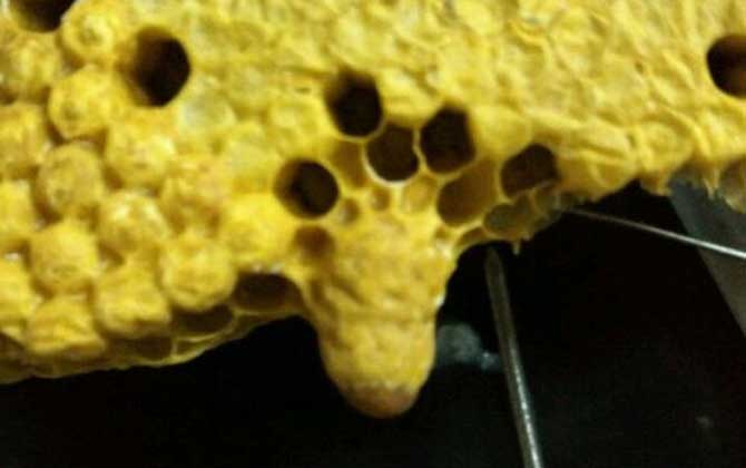 蜜蜂分家想留住怎么辦？