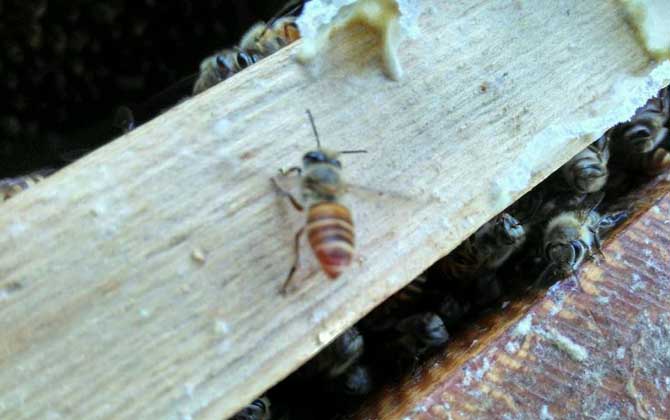 介王成功蜜蜂的表現有哪些？