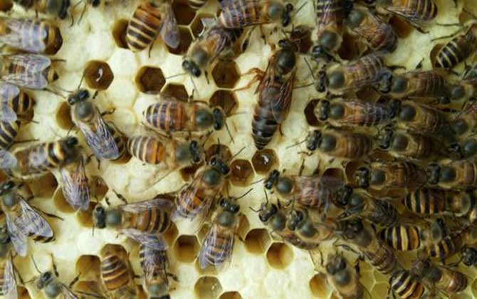 介王成功多久恢復產卵？