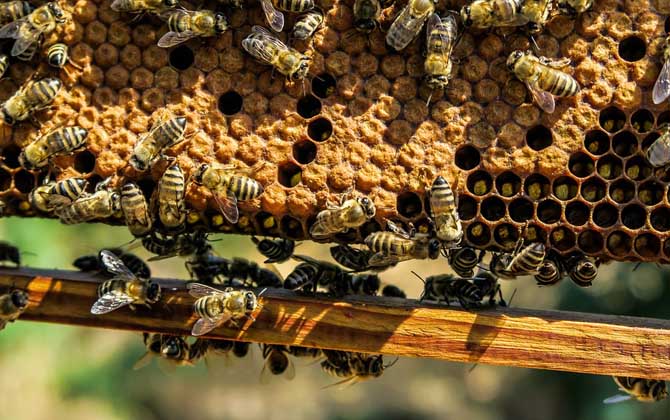 什么時候喂越冬蜂效果最好？